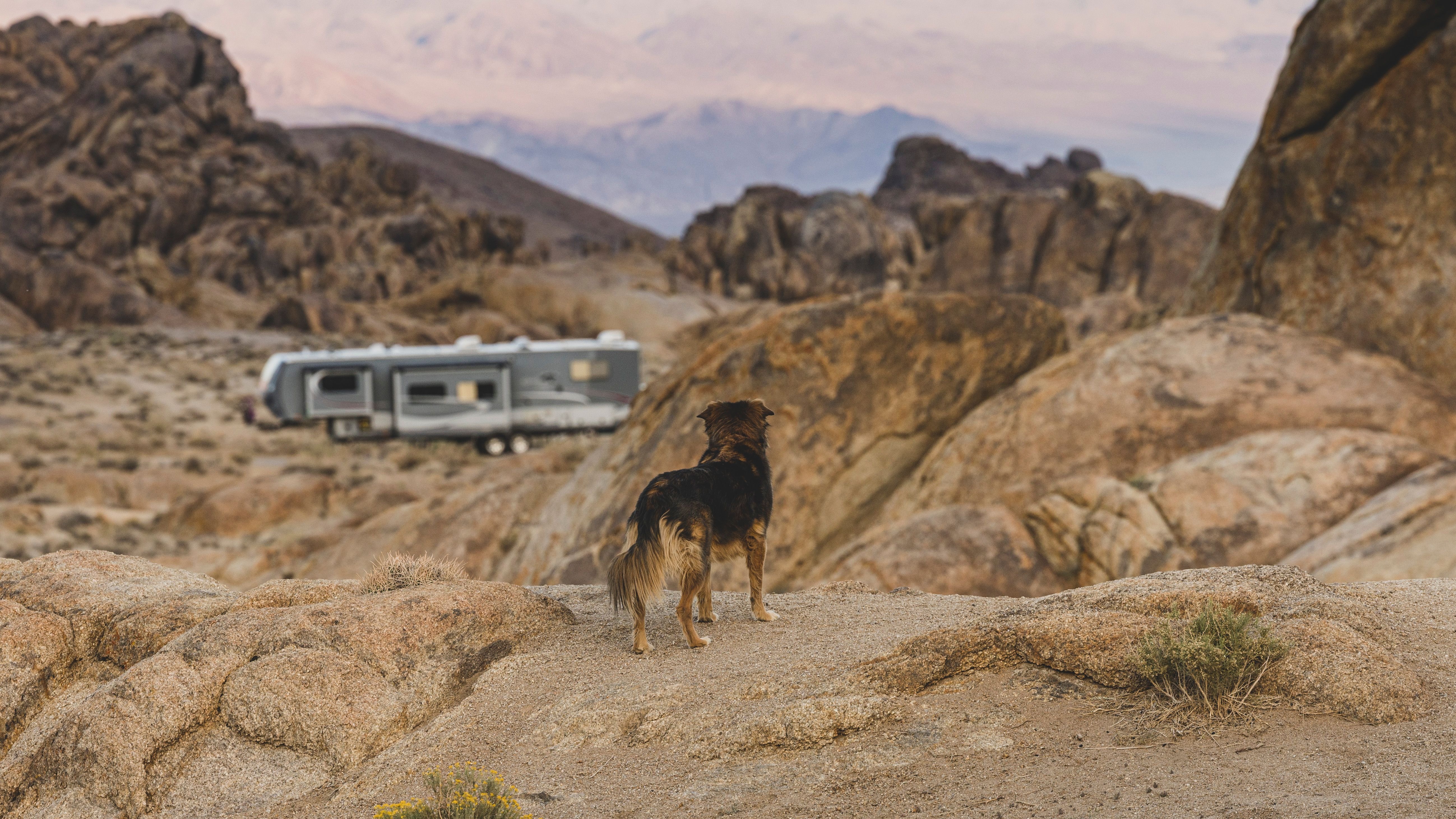 CDC Dog Import Rules Create Border Friction for Cross-Border RV Travelers and Snowbirds